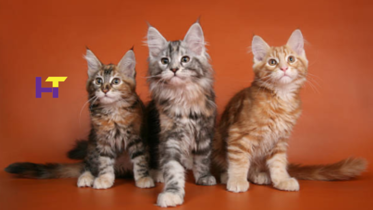 Bringing Home Joy: Where to Find Adorable Kittens for Sale