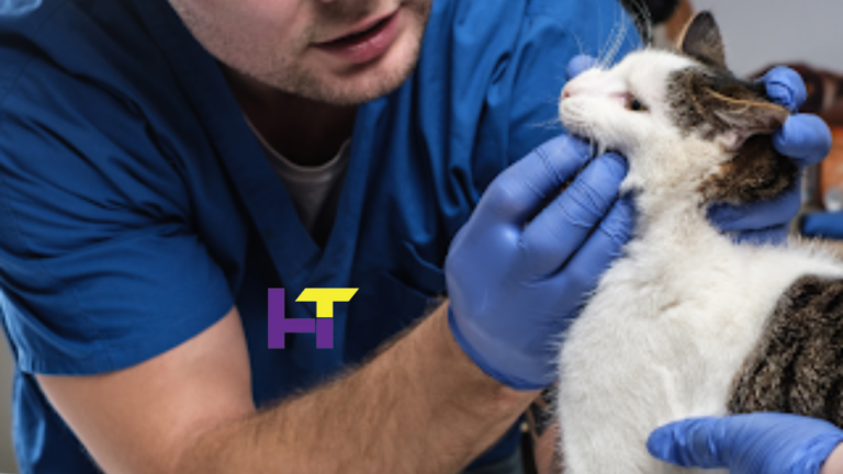 Examining the Methods of a Pet Anaesthesia Dentist for Sedation Solutions